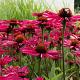 Echinacea pur. 'Fatal Attraction' 