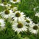 Echinacea Virgin 