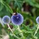 Echinops bannaticus 