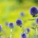 Echinops bannaticus 'Blue Glow' 