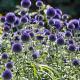 Echinops ritro 