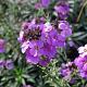 Erysimum 'Bowles Mauve' 