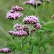 Eupatorium cannabinum 