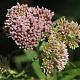 Eupatorium cannabinum 'Plenum' 