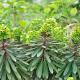 Euphorbia martinii 