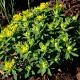 Euphorbia polychroma 