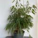 Fargesia robusta 'Campbell' 