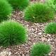 Festuca gautieri 