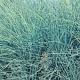 Festuca glauca 