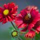 Gaillardia 'Burgunder' 