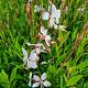 Gaura lindh. 'Whirling Butterflies' 