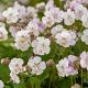Geranium cantabrigiense 'Biokovo' 