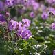 Geranium cantabrigiense 'Karmina' 