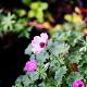 Geranium cin. 'Ballerina' 