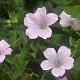 Geranium endressii 