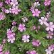 Geranium endressii 'Wargrave Pink' 