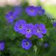 Geranium himalayense 