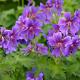 Geranium magnificum 