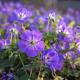 Geranium Rozanne 