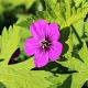 Geranium 'Ann Folkard' 