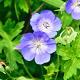 Geranium 'Azure Rush' 