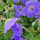 Geranium 'Johnson's Blue' 