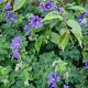 Geranium 'Philippe Vapelle' 