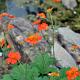 Geum coccineum 'Borisii' 