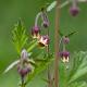 Geum rivale 