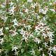Gillenia trifoliata 