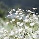 Gypsophila paniculata 