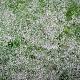 Gypsophila pan. 'Bristol Fairy' 