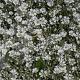 Gypsophila repens 'Alba' 
