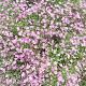 Gypsophila repens 'Rosea' 