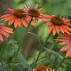 Echinacea purpurea Tomato Soup 