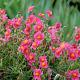 Helianthemum 'Ben Hope' 
