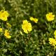 Helianthemum 'Golden Queen' 