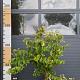 Heptacodium miconioides 