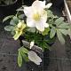 Helleborus niger 