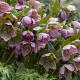 Helleborus purpurascens 