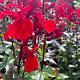 Lobelia fulgens 'Queen Victoria' 