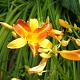 Hemerocallis 'Frans Hals' 