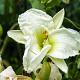 Hemerocallis 'Gentle Shepherd' 