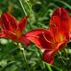 Hemerocallis 'Sammy Russell' 