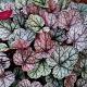 Heuchera 'Silver Scrolls' 