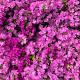 Bougainvillea spectabilis Container 3lt. 60/70cm.