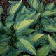 Hosta 'June' 