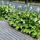 Hosta 'Royal Standard' 