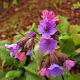 Pulmonaria sacch. 'Mrs Moon' 