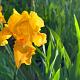 Iris germanica 'Geel' 